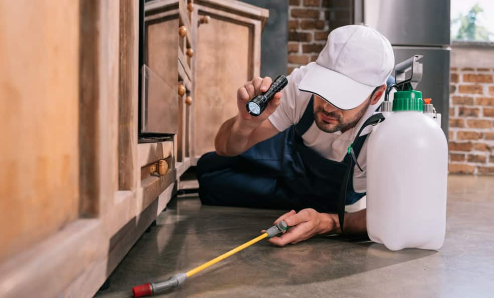 pest control Kingscliff