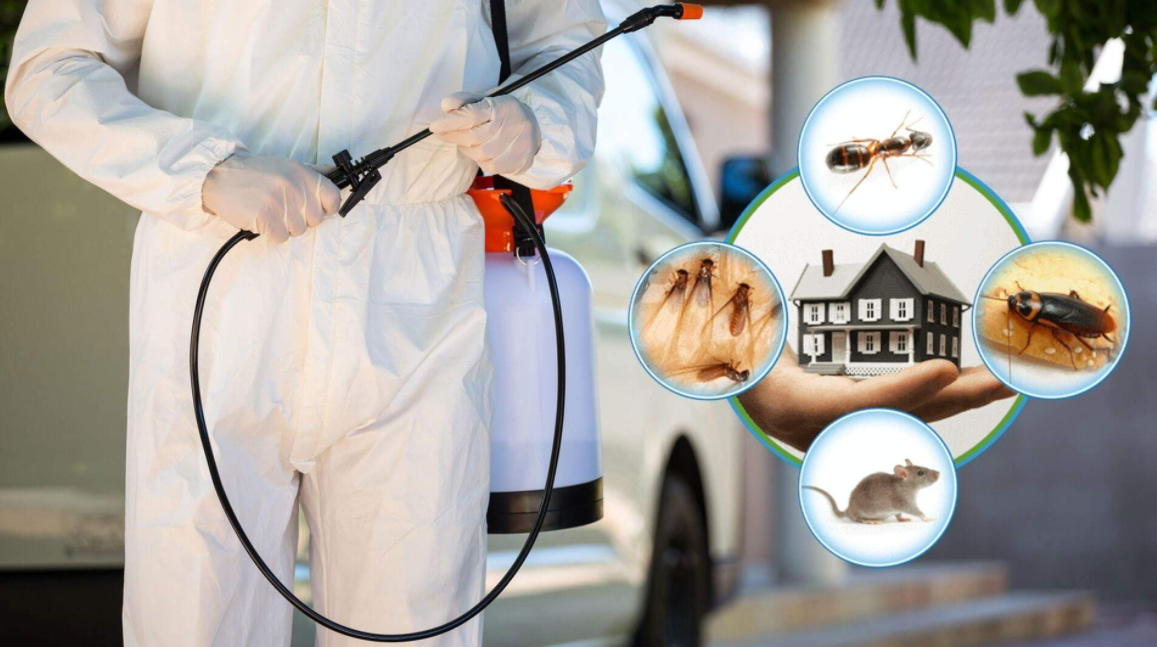 pest control Palmerston North