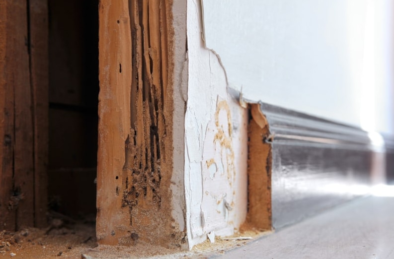 How To Get Professional Termite Protection In Gympie