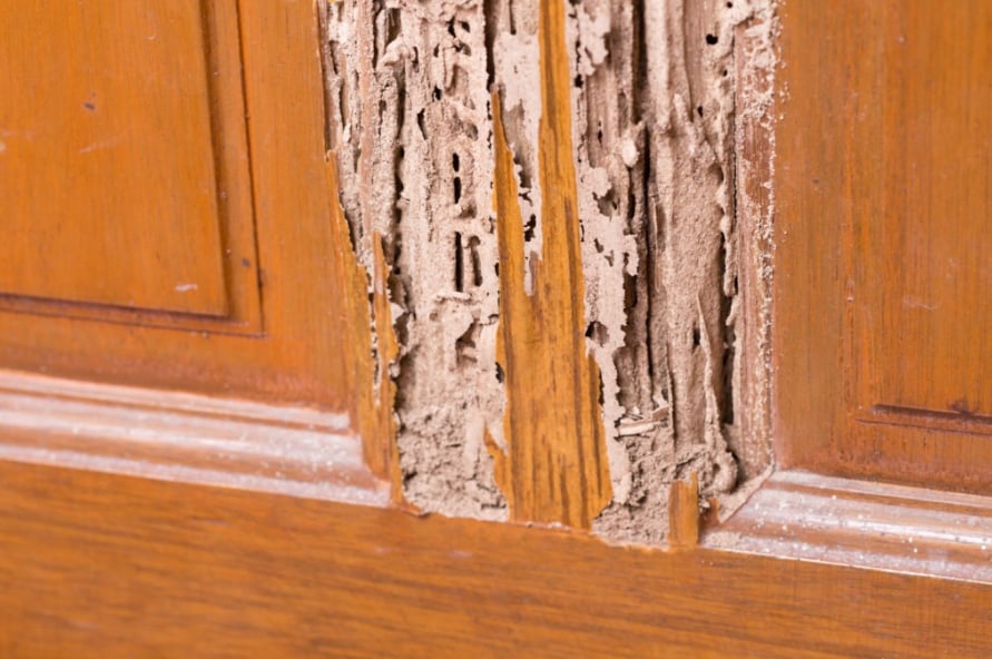 termite protection in Gympie