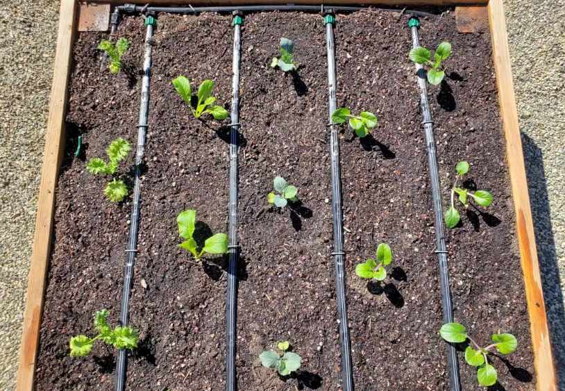 garden irrigation in Auckland