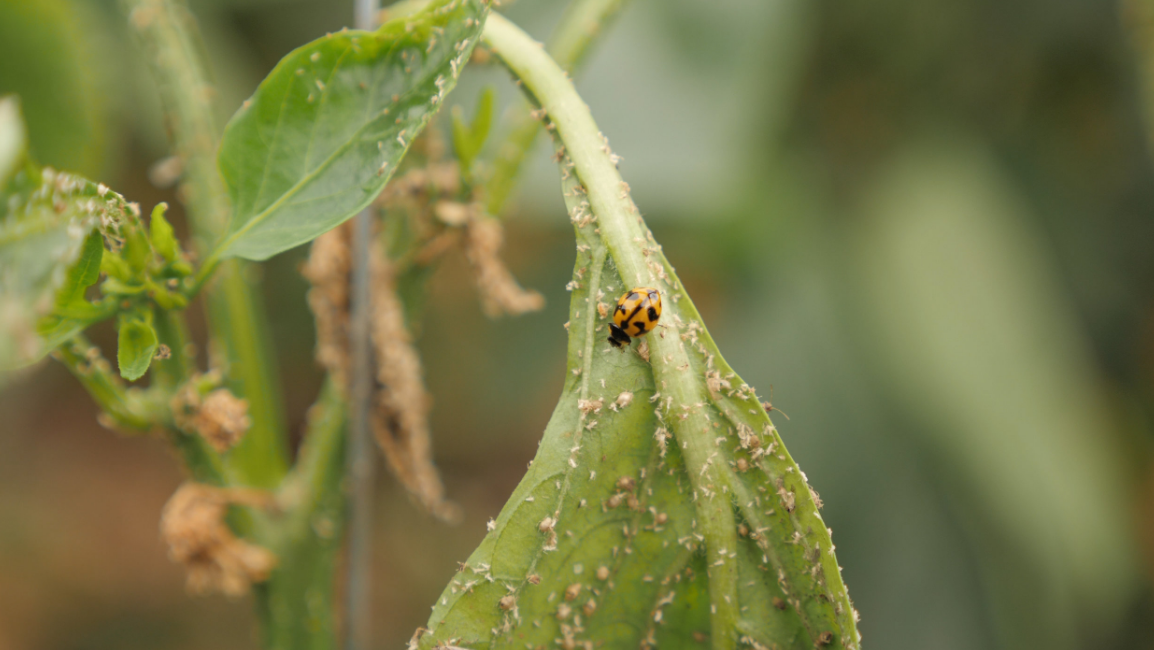 Few Examples of Bugs that Pest Management Experts Control