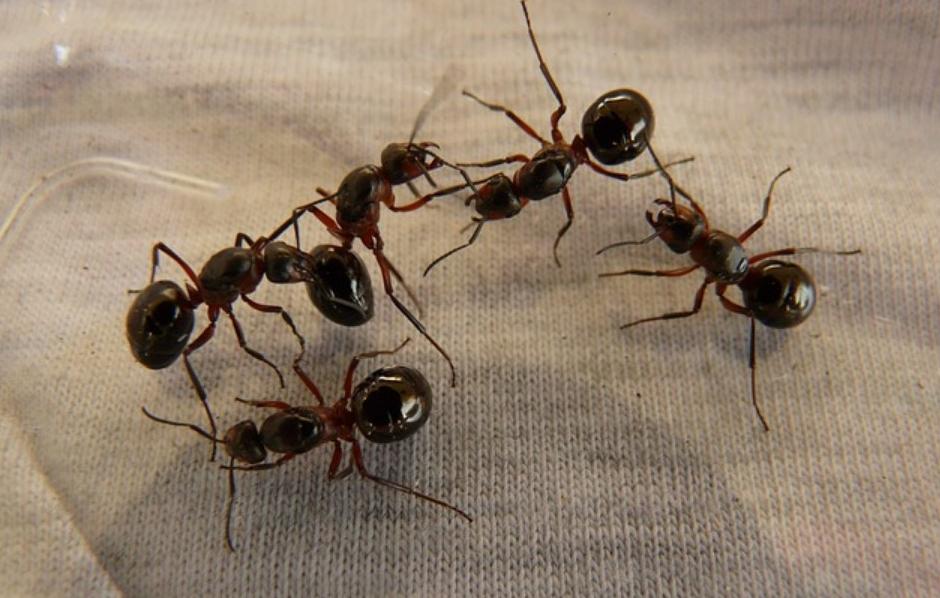 Why Ant Pest Control Is Essential in Burleigh Heads?