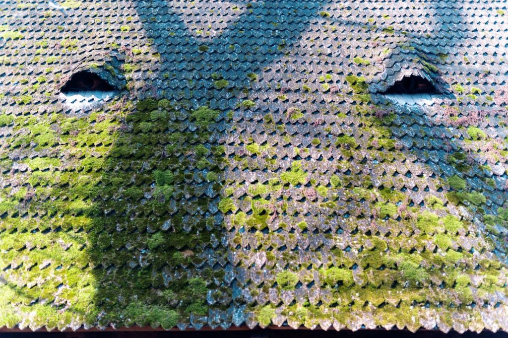 Top Strategies for Successful Roof Moss Removal in Victoria, BC